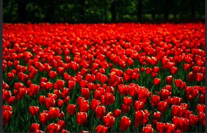 Double Red  Rose Supplement